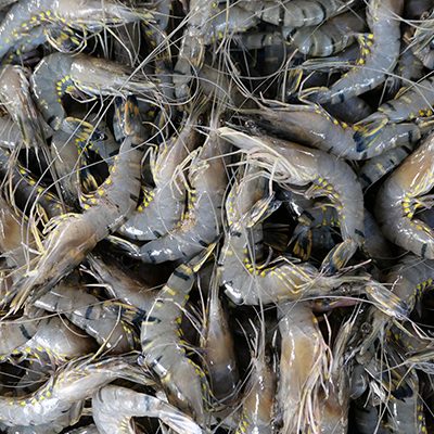 Black tiger shrimp