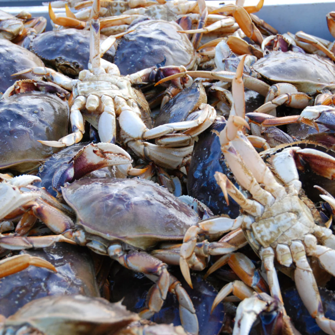 Fresh crab selected for import supply