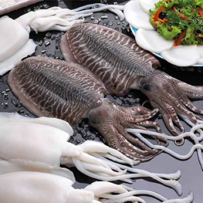 Cuttlefish