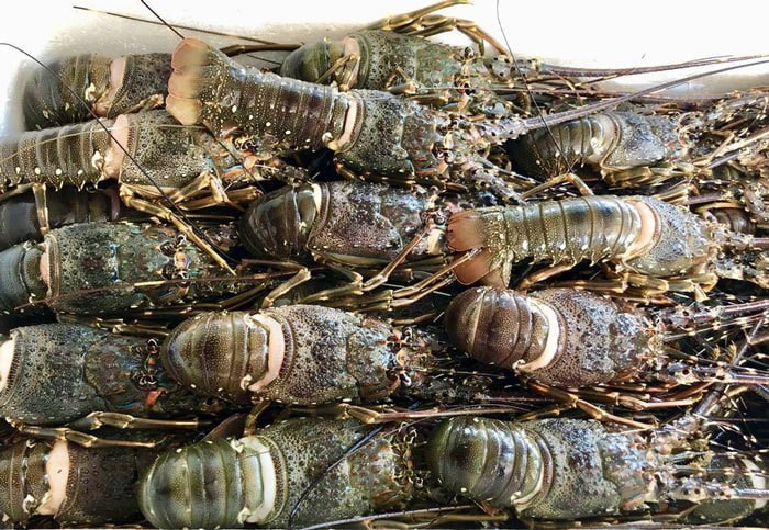 Lobster