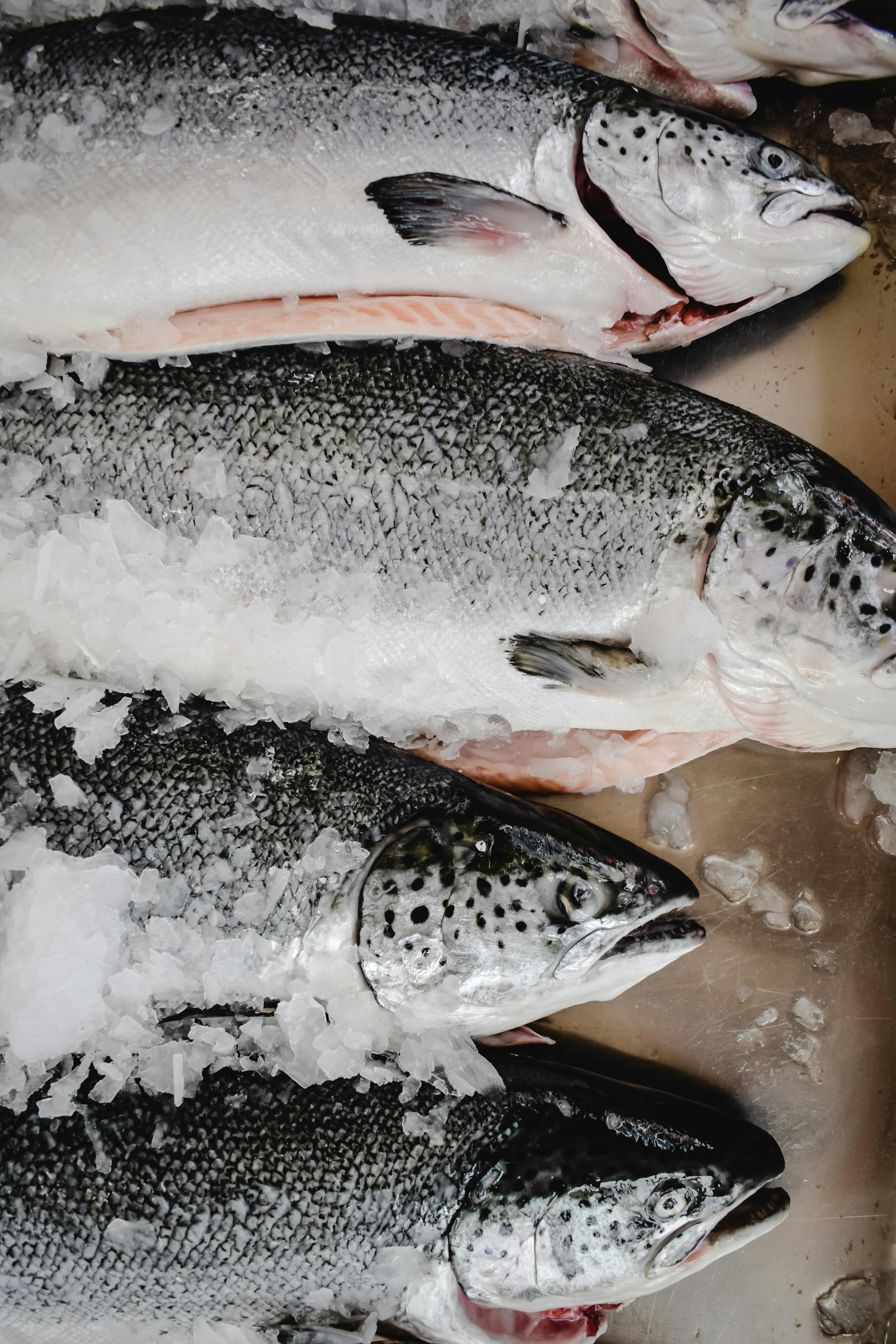 Premium salmon selected for import supply