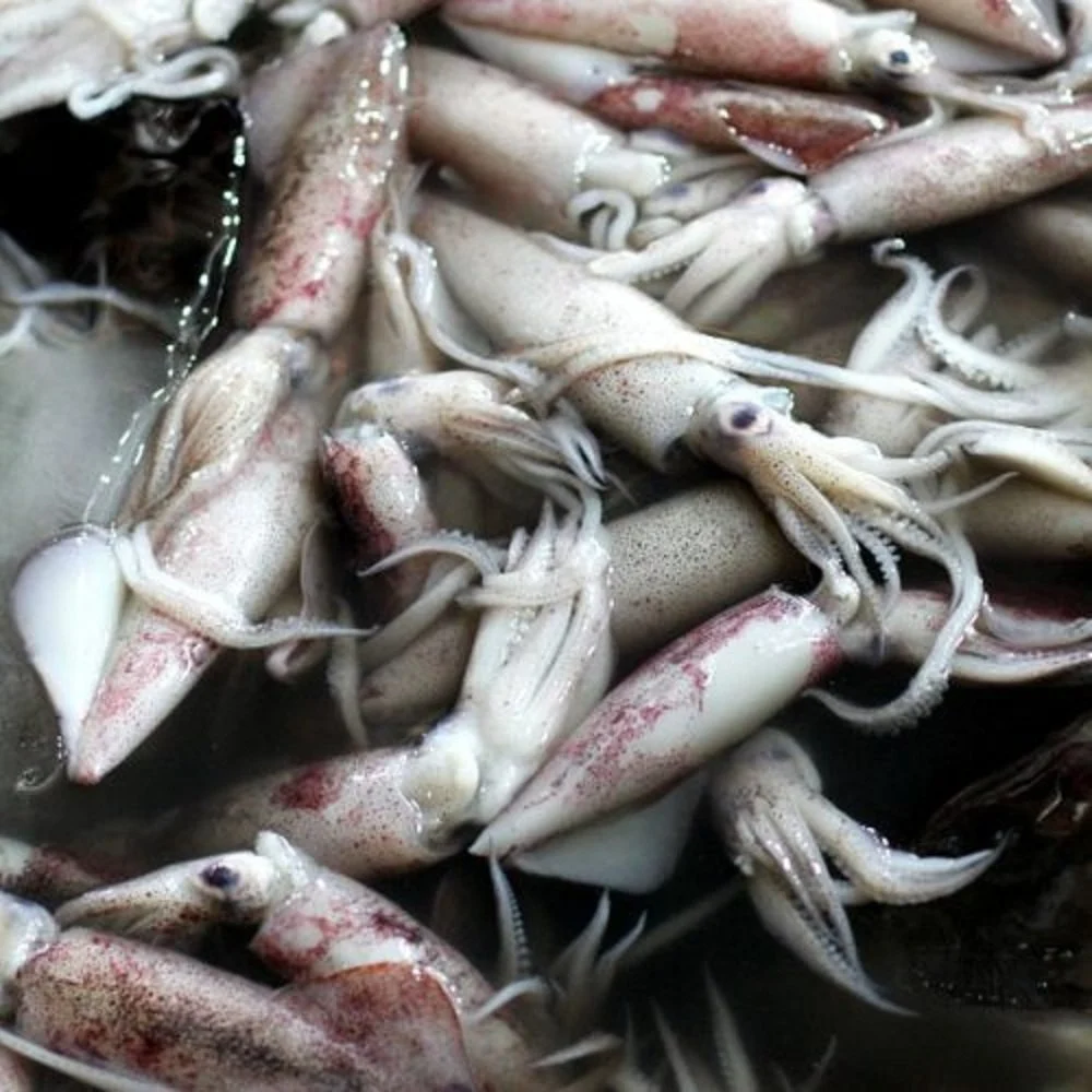 Squids