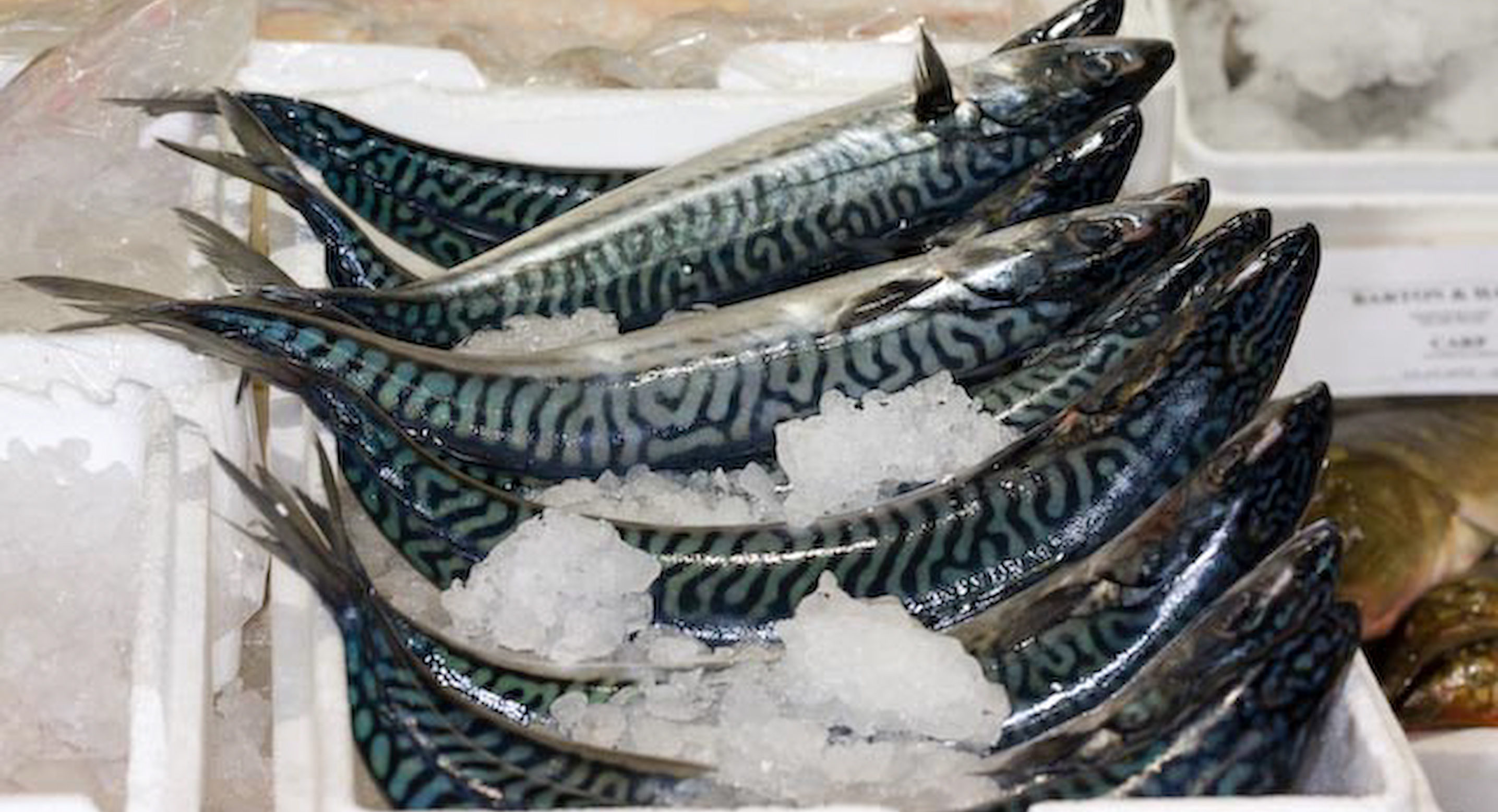 Pacific mackerel